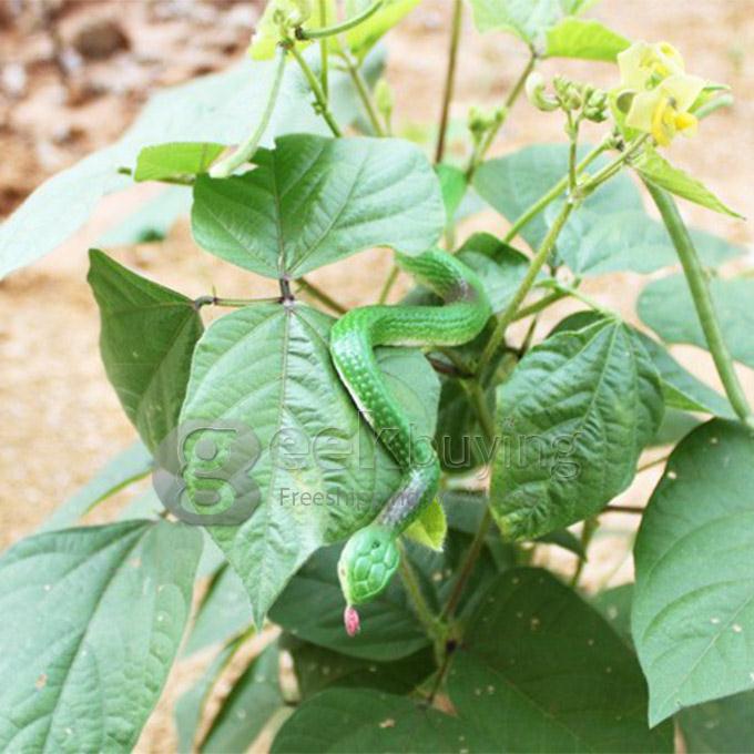 April Fool's Day 1.25 Meters High Simulation Toy Snake - Green