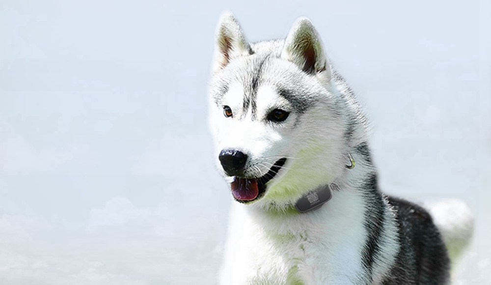 Xiaomi PETBIT Dog Tracker Anti-lost Security Device 30 Days Battery Life Waterproof - White