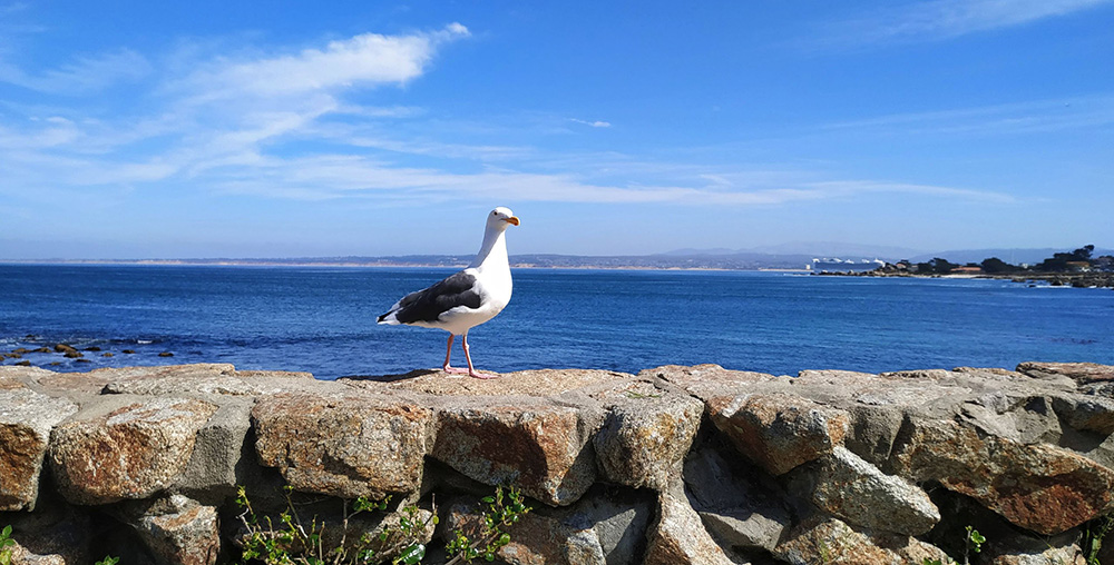 [Spain Stock][Official Global Version]Xiaomi Redmi Note 6 Pro 6.26 Inch 4G LTE Smartphone Snapdragon 636 4GB 64GB 12.0MP + 5.0MP Dual Rear Cameras MIUI 9 Face ID FHD+ Screen - Black