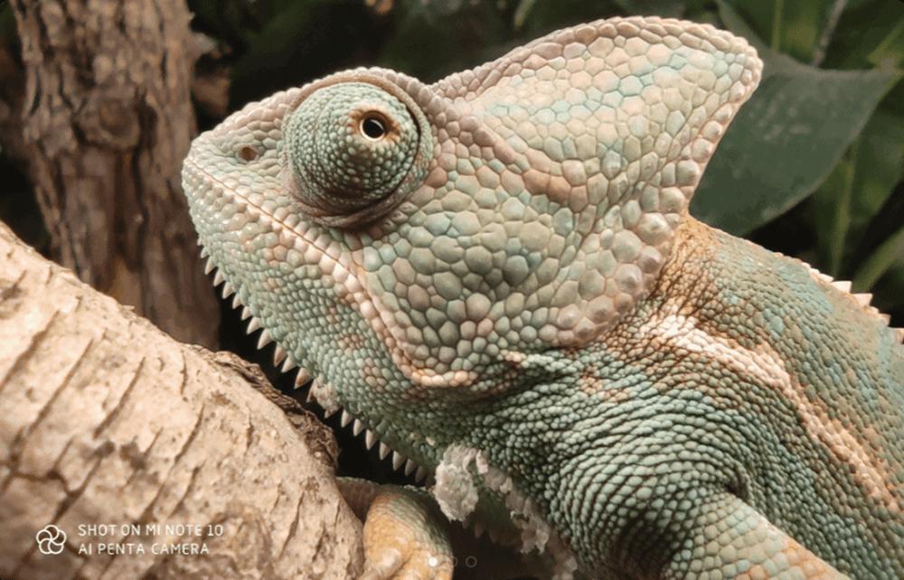 Xiaomi Mi Note 10 6.47 Inch 4G LTE Smartphone Snapdragon 730 6GB 128GB 108.0MP + 12.0M + 20.0MP + 5.0MP + 2.0MP Penta Rear Cameras NFC Fingerprint ID Dual SIM MIUI 11 Global Version - White