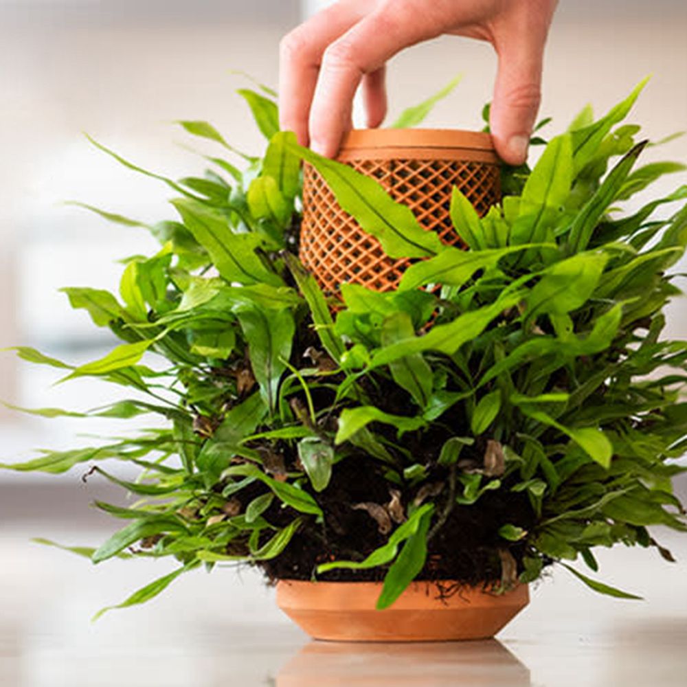 Terraplanter Pot de fleur hydroponique en terre cuite d'intérieur simple  créatif L