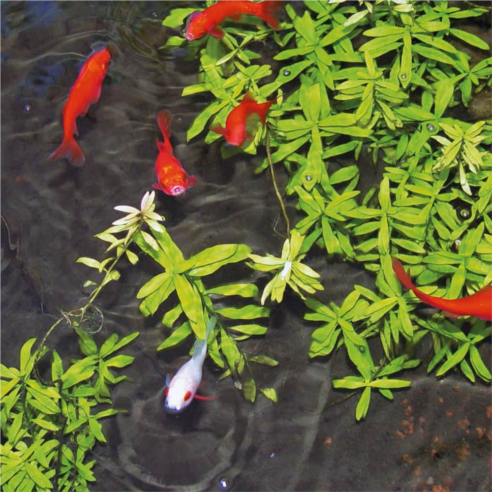 Ubbink Pond Water pH Stabiliser Aqua Start 500ml