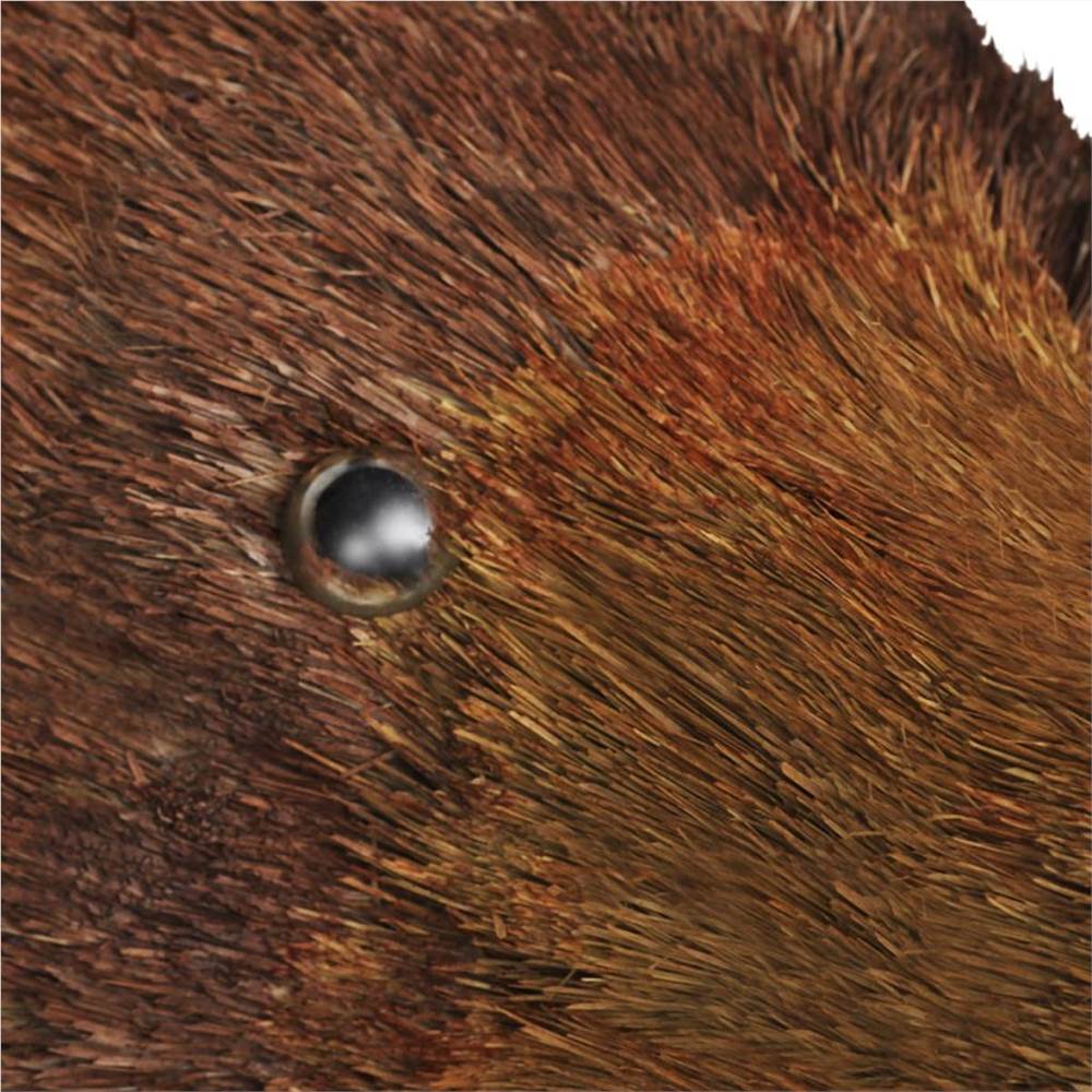 Bear Head Wall Mounted Decoration Natural Looking